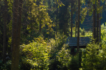 old canopy in the forest, tourist parking