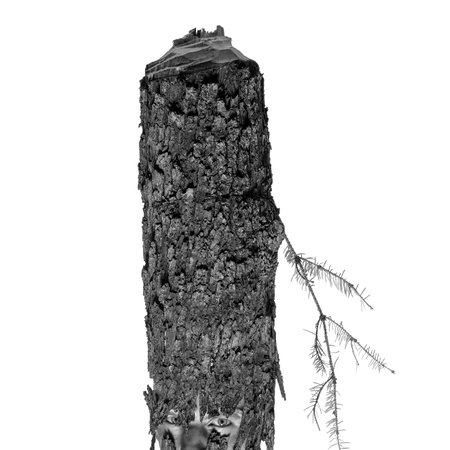 portrait face goes into the trunk of a felled spruce treeのeditorial素材