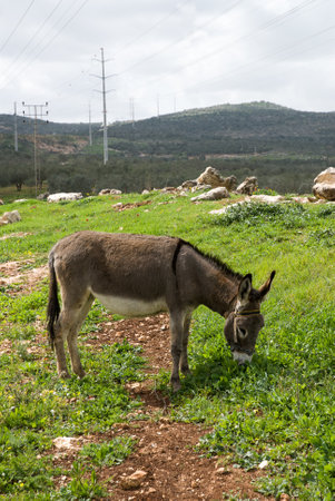 Donkey in a grass field grazing の写真素材
