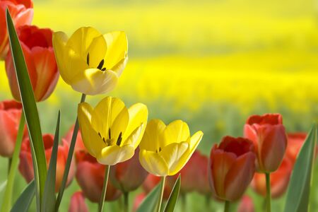 flowerの写真素材