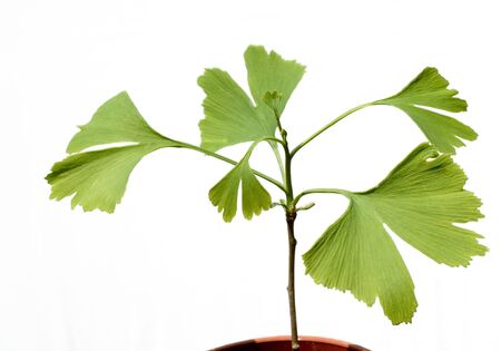 ginkgoの写真素材