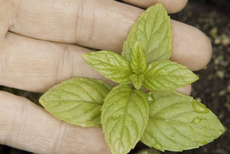 mintの写真素材