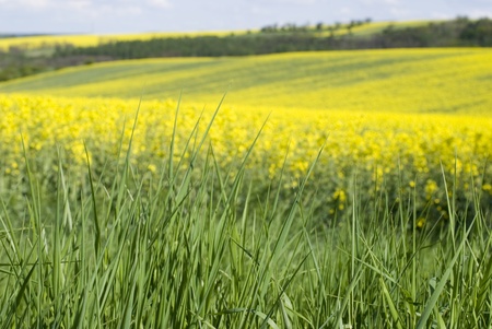 fieldの写真素材