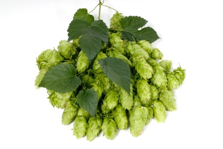 hop cones