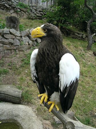 eagleの写真素材