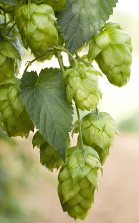 hop conesの写真素材