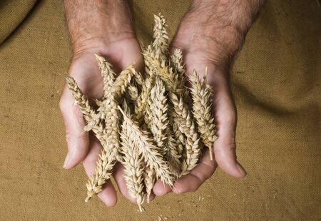 wheatの写真素材