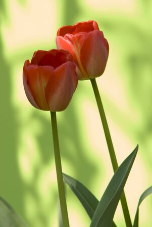 tulipsの写真素材