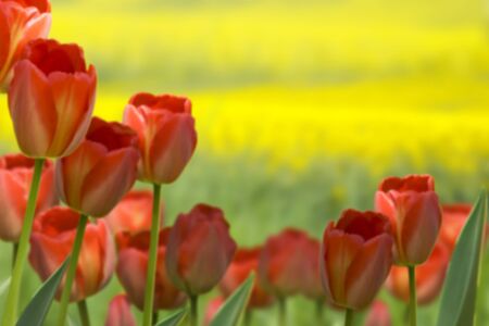 tulipsの写真素材