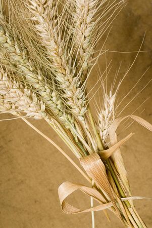 wheatの写真素材