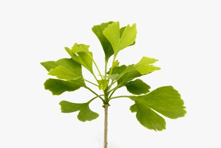 ginkgoの写真素材