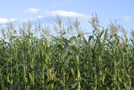 cornfield