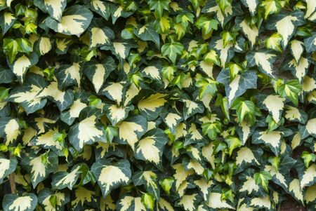 ivyの写真素材