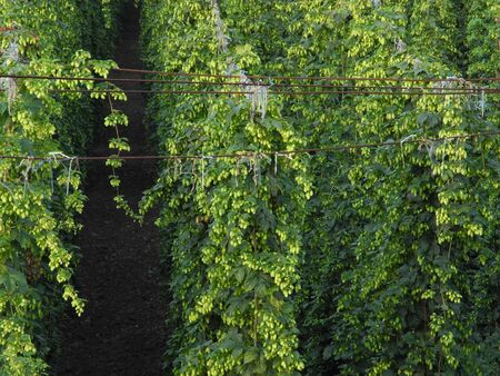 hop gardenの写真素材