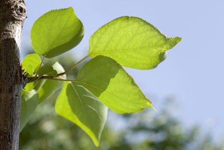 green leafsの写真素材