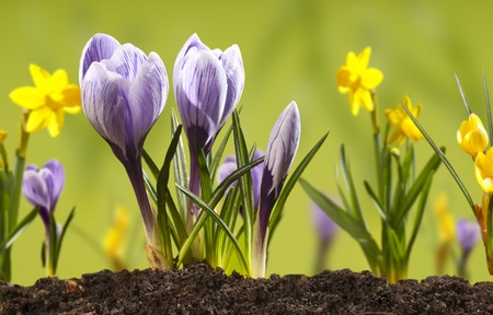 crocusの写真素材