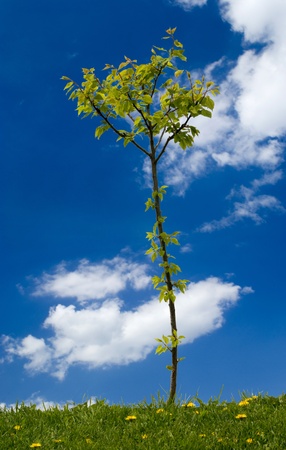 small treeの写真素材