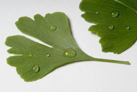 ginkgo bilobaの写真素材