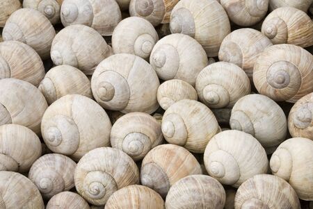 background with shells