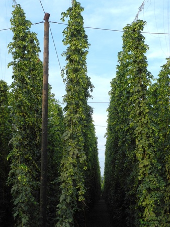   hop garden                             の写真素材