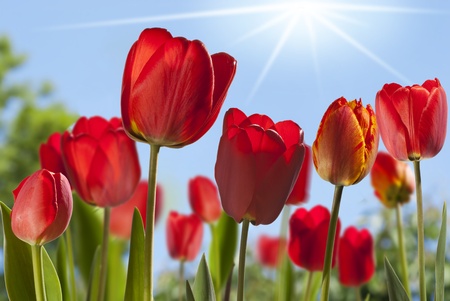 tulipsの写真素材