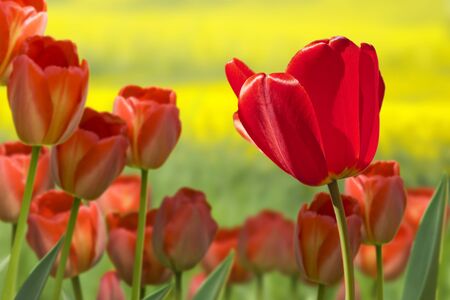 tulipsの写真素材