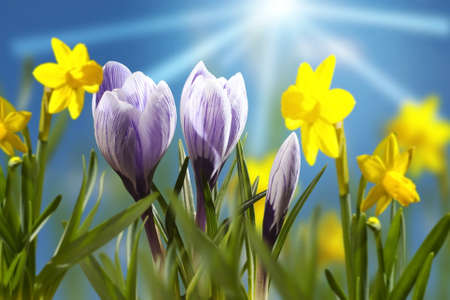 flower bedの写真素材