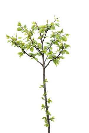 little tree - isolatedの写真素材