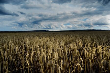 cornfieldの写真素材