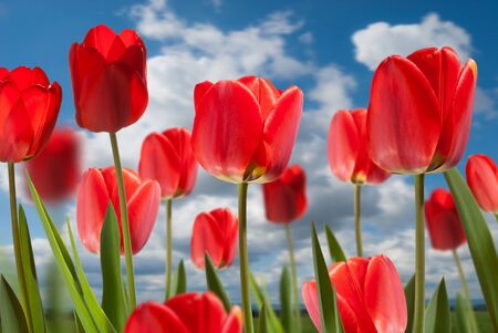flowerbedの写真素材