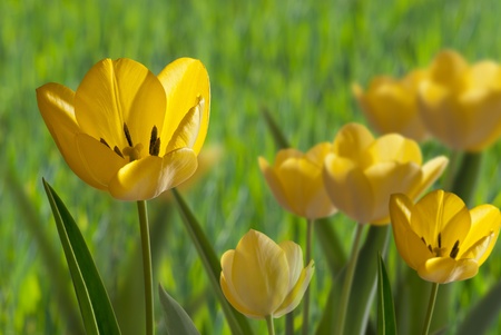 flowerbedの写真素材