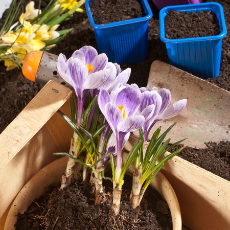 flowerの写真素材
