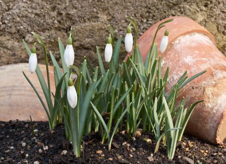 snowdropの写真素材