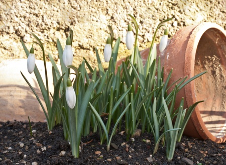 snowdropの写真素材