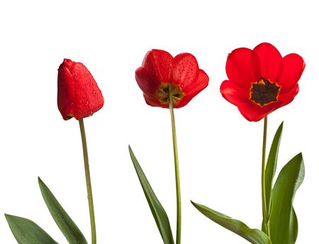 tulipsの写真素材