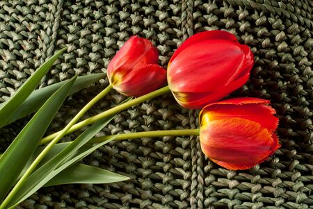tulipsの写真素材