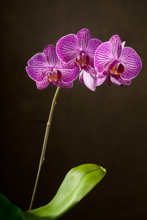 orchidの写真素材