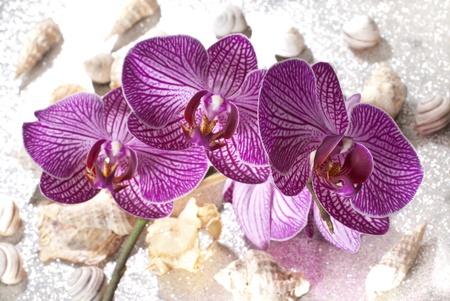 orchidの写真素材