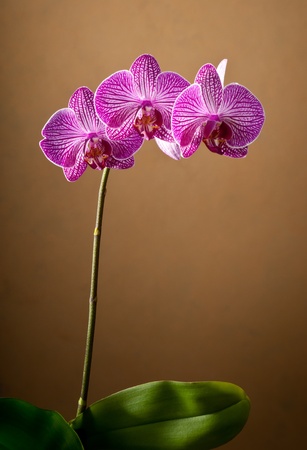orchidの写真素材