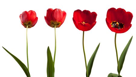 tulipsの写真素材
