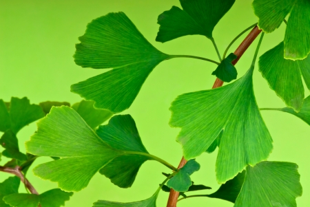 ginkgo bilobaの写真素材