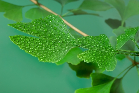 ginkgoの写真素材
