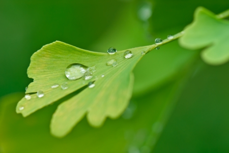 ginkgoの写真素材
