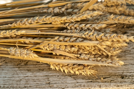 winter wheatの写真素材