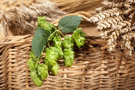 hop conesの写真素材
