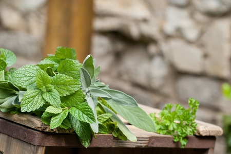 herbaceous plantの写真素材