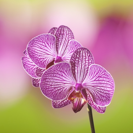 orchidの写真素材