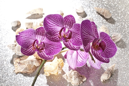 orchidの写真素材