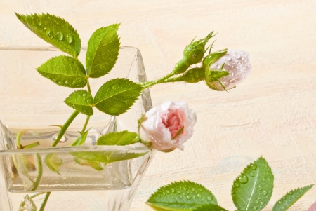 roseの写真素材