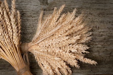 wheatの写真素材